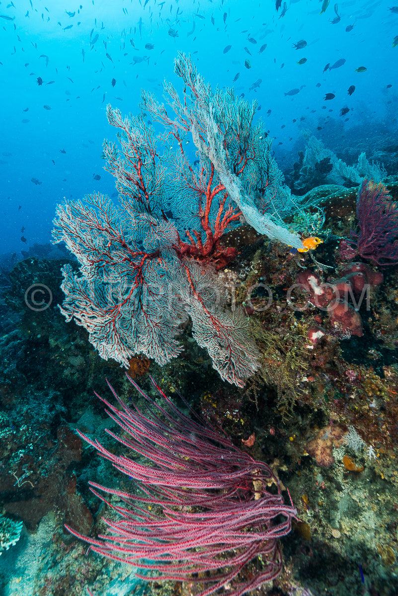 sea fan or gorgonian on the slope of a coral reef with visible water surface and fish