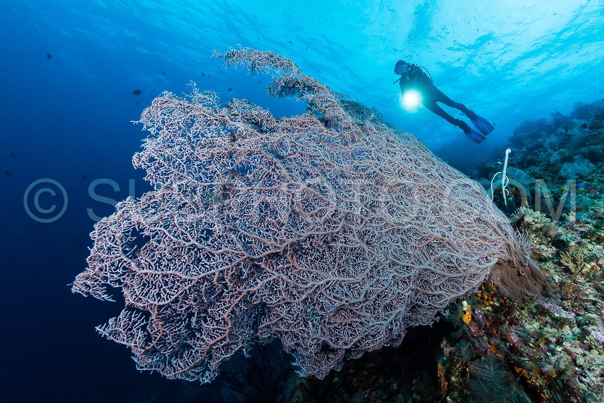 Photo de éventail de mer ou gorgone sur la pente d'un récif corallien avec surface de l'eau visible et poissons et femme plongeuse