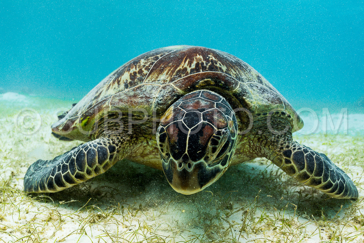 Photo de Tortue marine imbriquée se nourrissant d'algues marines en eau peu profonde