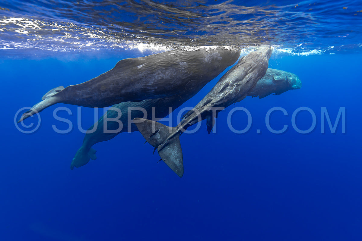 Photo de cachalot autour de l'île Maurice