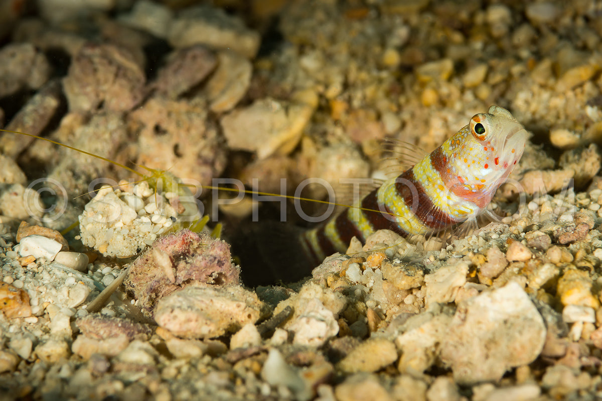 Photo de crevettes magnifiquespoisson obèse avec crevettes comensales