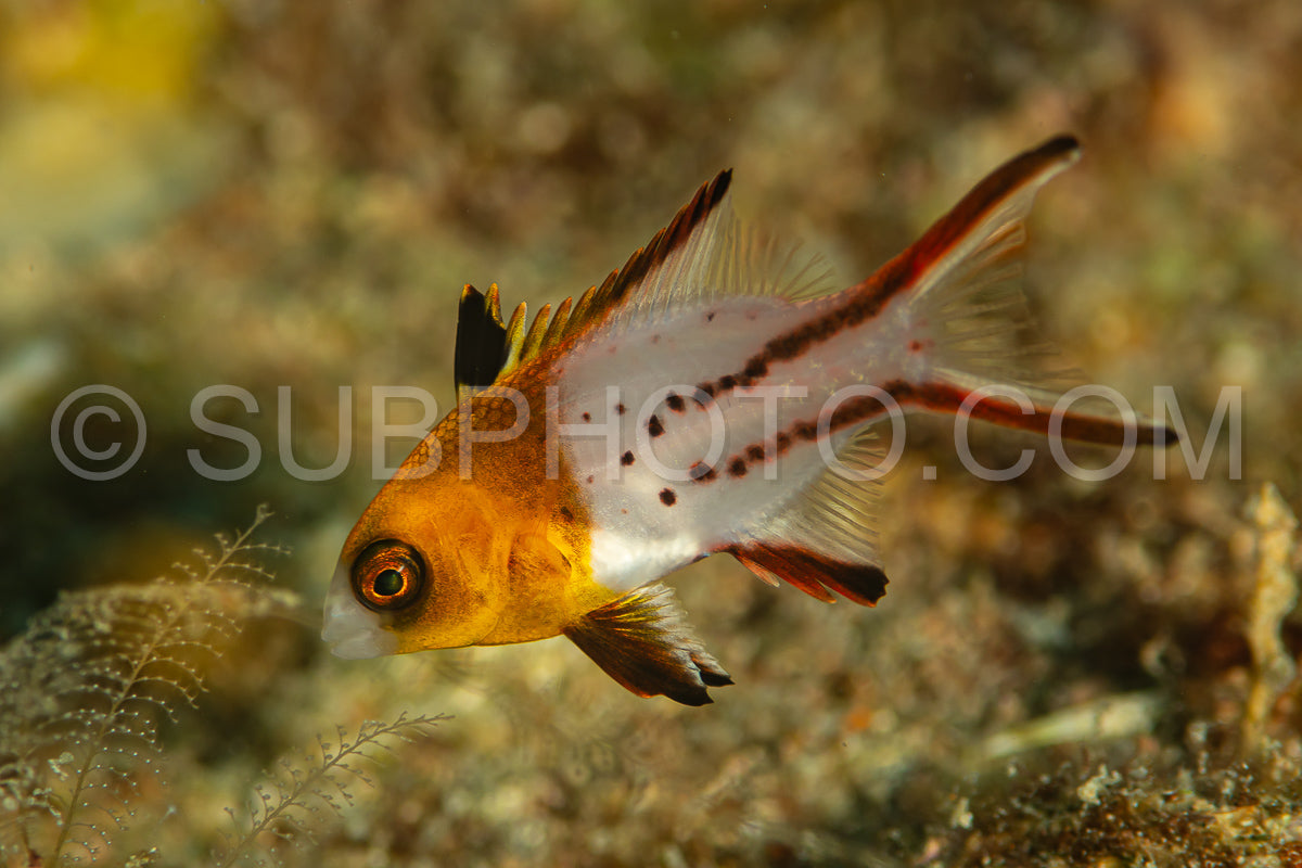 Photo de poisson lyretail hogfish