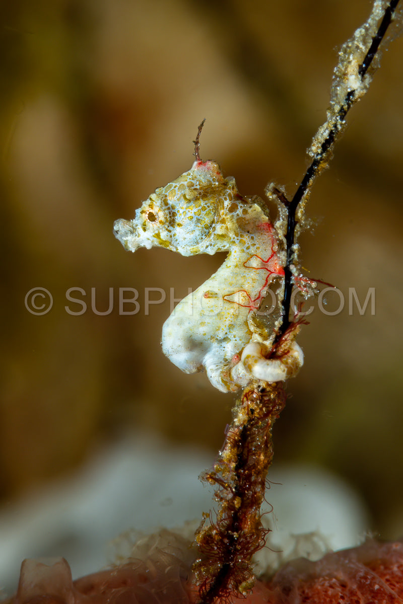 Photo de hippocampe pygmée de Pontoh