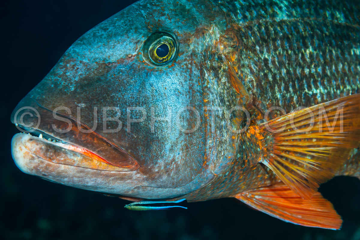 Photo de poisson empereur nettoyé par un poisson nettoyeur bluestreak