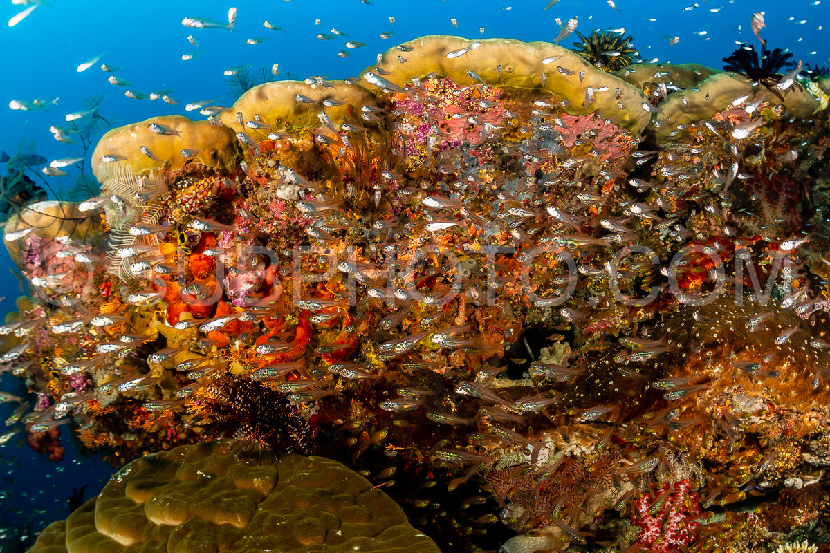 Photo de banc de poissons-verres à grandes épines sur un récif
