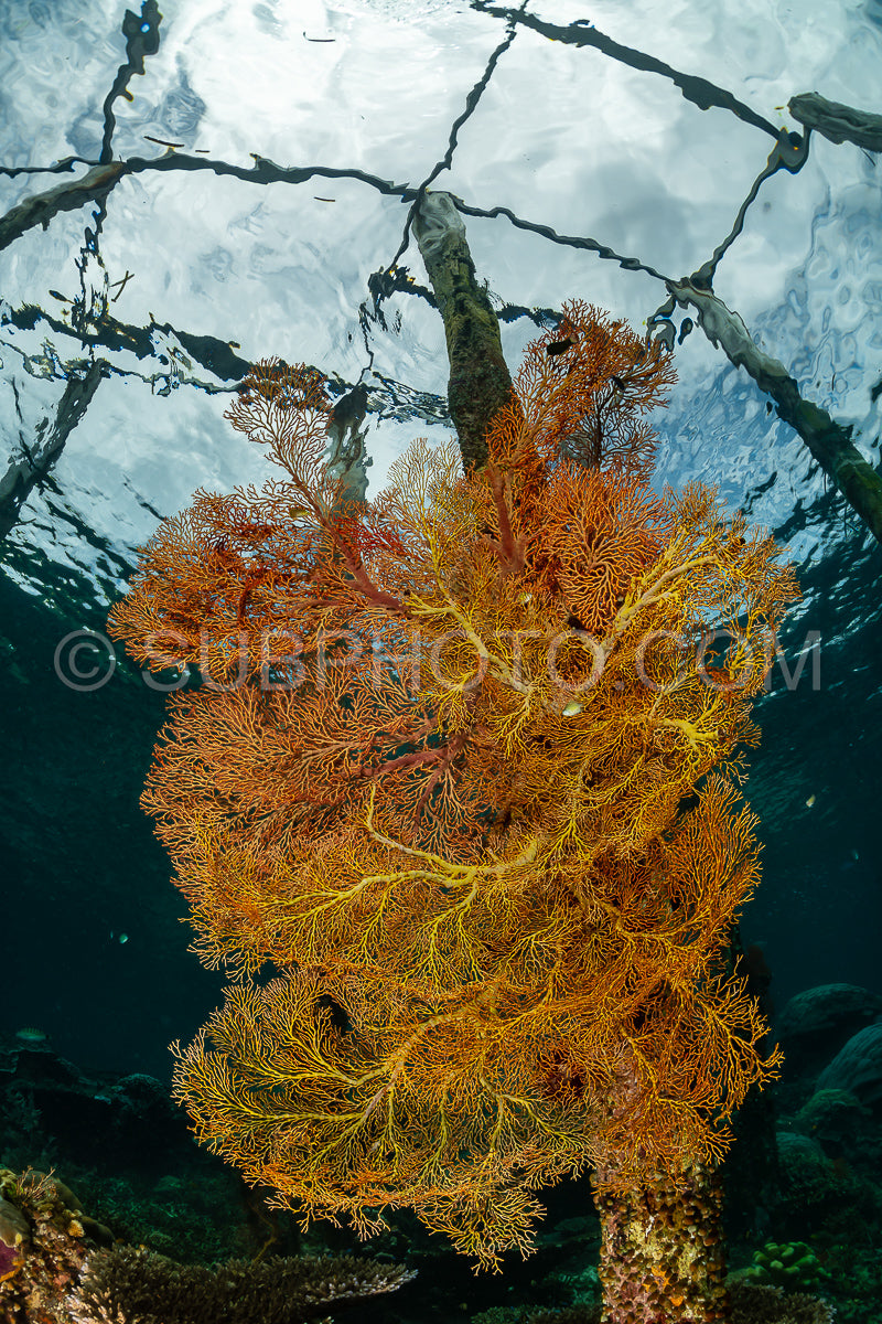 Photo de gorgone ou éventail de mer sur une jetée avec une surface d'eau visible et des poissons
