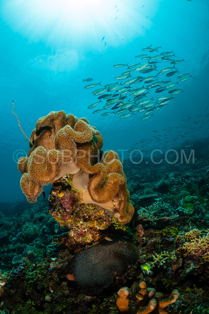 Photo de éventail de mer ou gorgone sur la pente d'un récif corallien avec une surface d'eau visible et des poissons