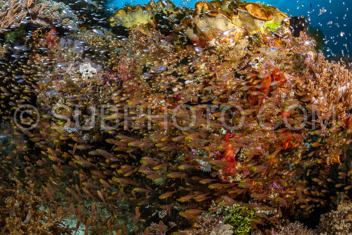 Photo de banc de poissons-verres à grandes épines sur un récif