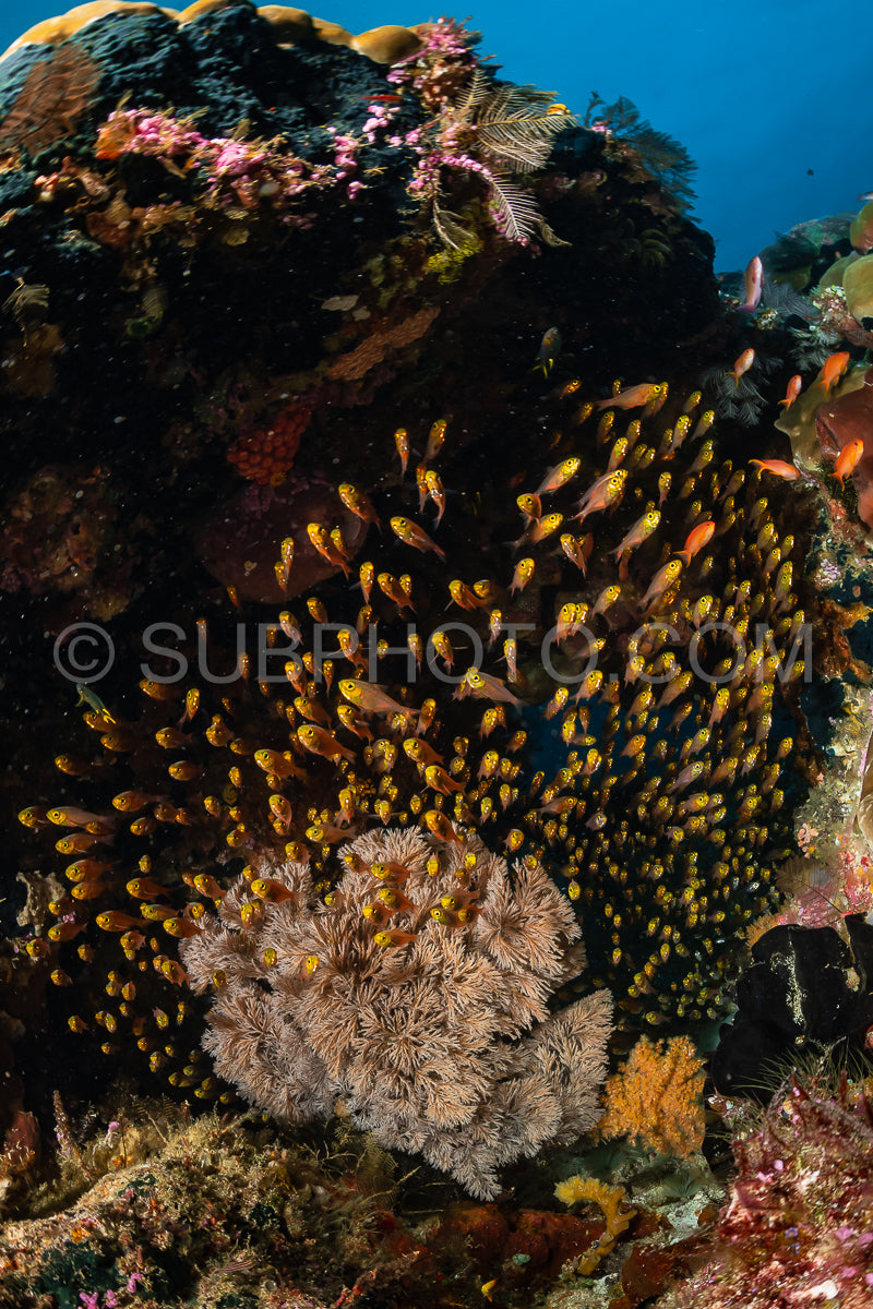 Photo de banc de poissons-verres à grandes épines sur un récif