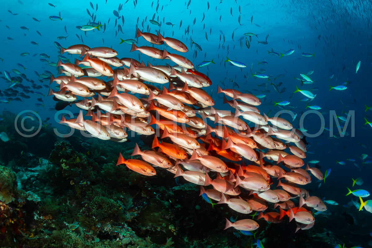 Photo de banc de poissons pinjalo élancés