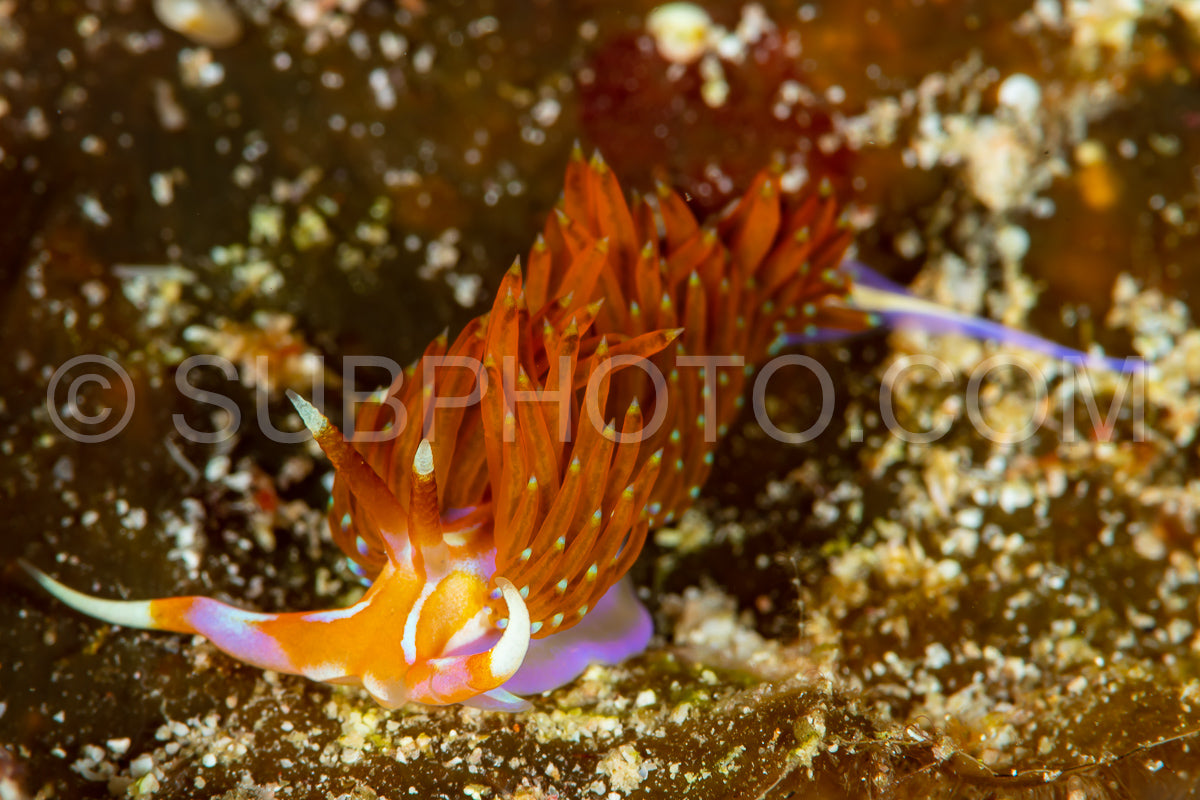 Photo de limace de mer nudibramch cuthona type