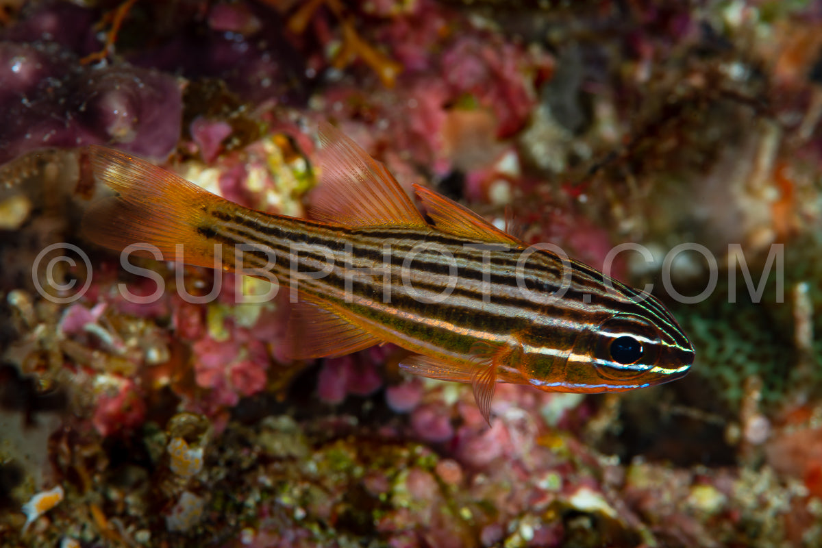 Photo de poisson cardinal à ventre jaune