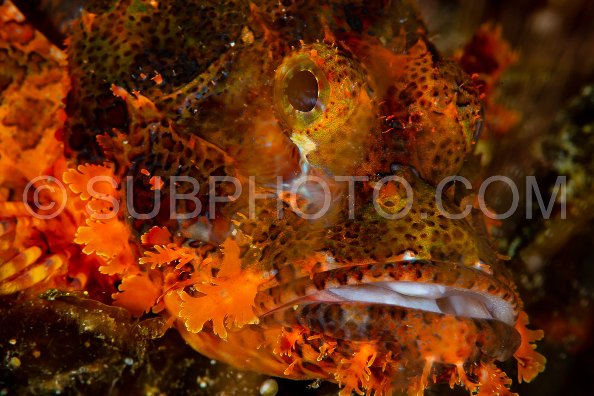 Photo de rascasse à lunettes sur corail