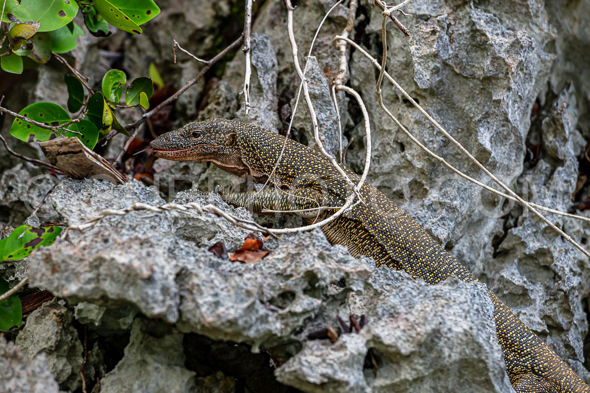 Photo de Lézard-moniteur
