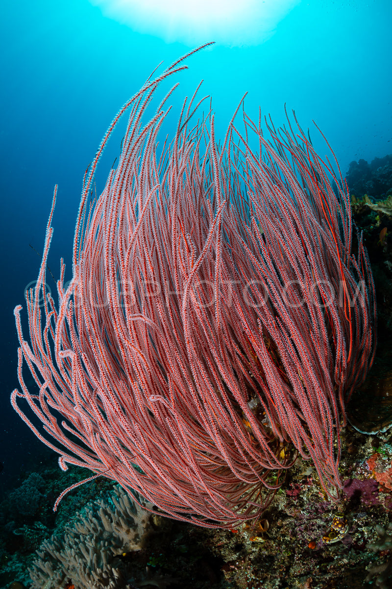 Photo de éventail de mer ou gorgone sur la pente d'un récif corallien avec une surface d'eau visible et des poissons