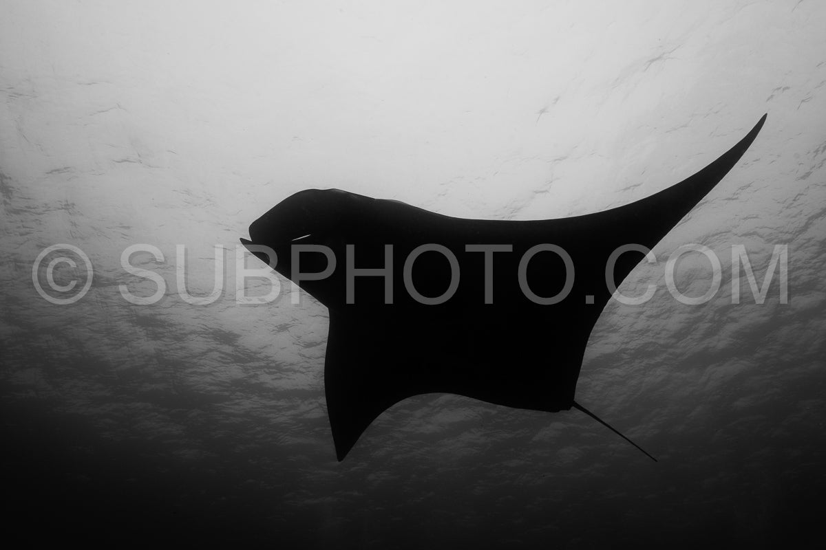 Photo de Raie manta océanique volant autour d'une station de nettoyage dans une eau bleue cristalline