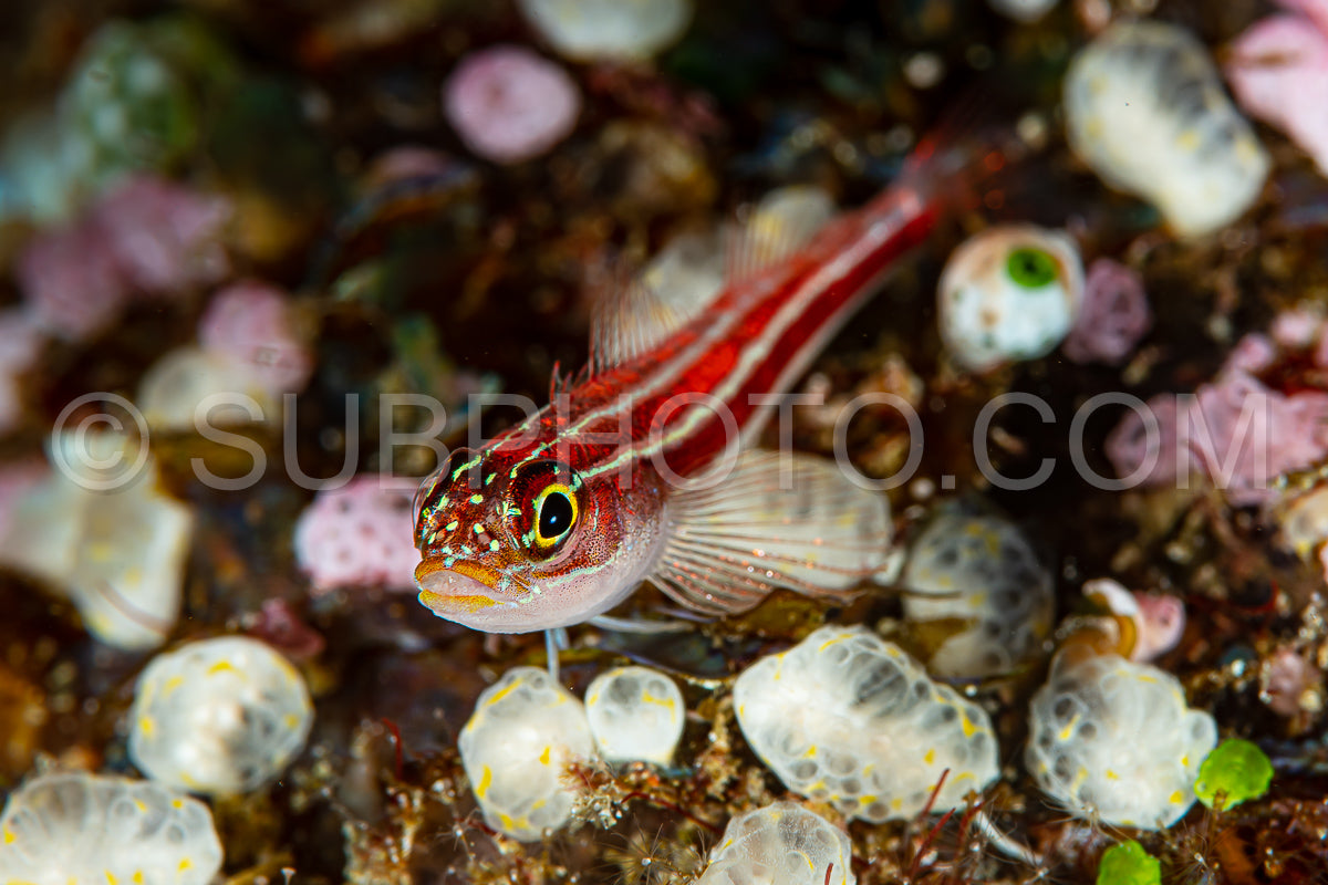 Photo de poisson triple rayé sur corail