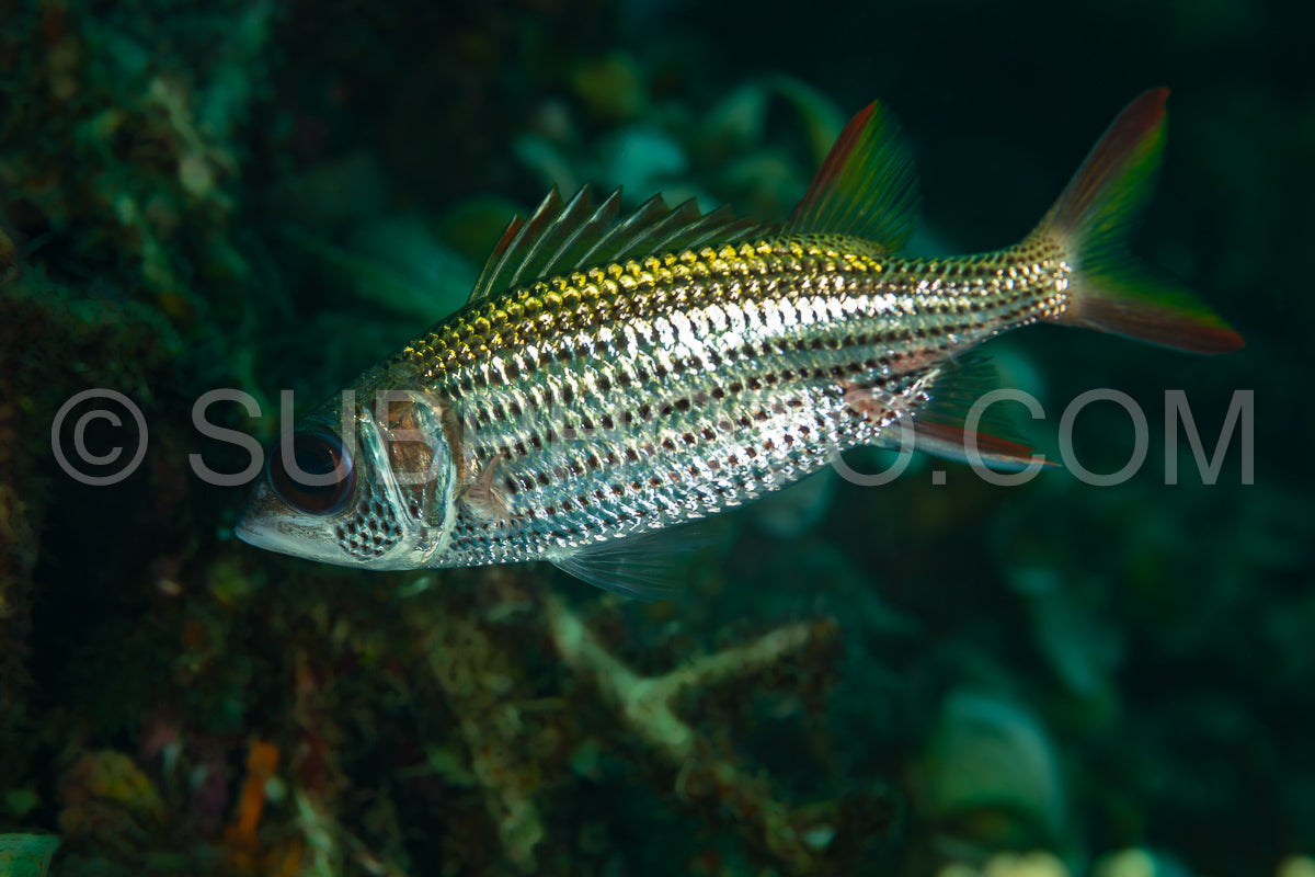 Photo de poisson-écureuil à nageoires tachetées poisson sur le récif