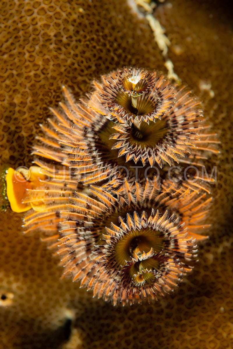 Photo de Vers de Noël orange sur un récif corallien