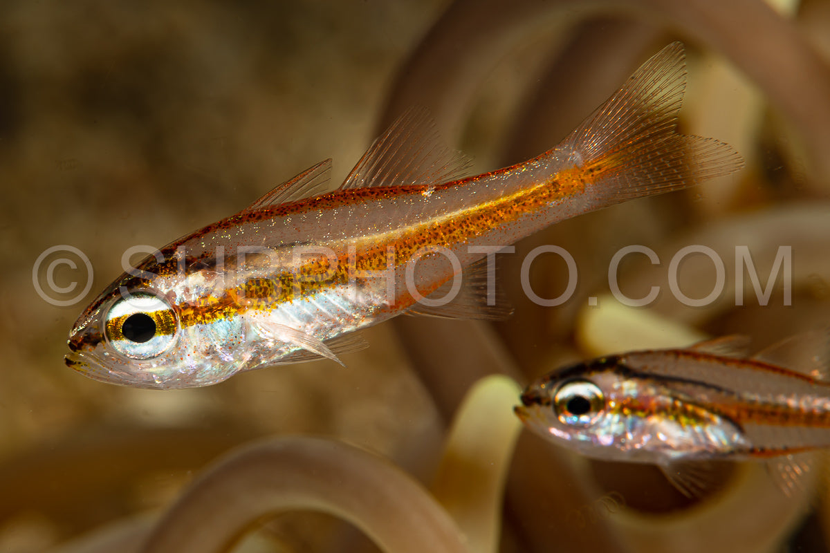 Photo de jeune poisson cardinal cavite juvénile