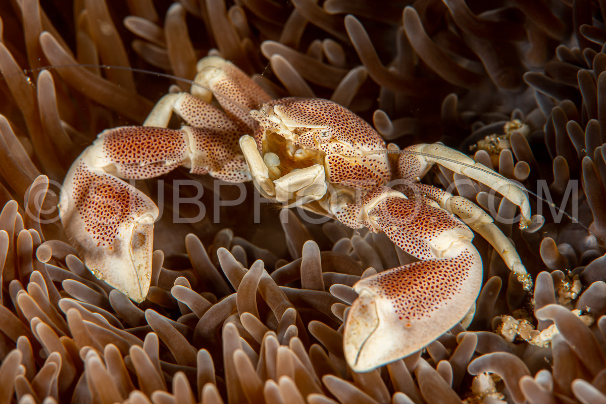 Photo de crabe de porcelaine épineux dans une anémone