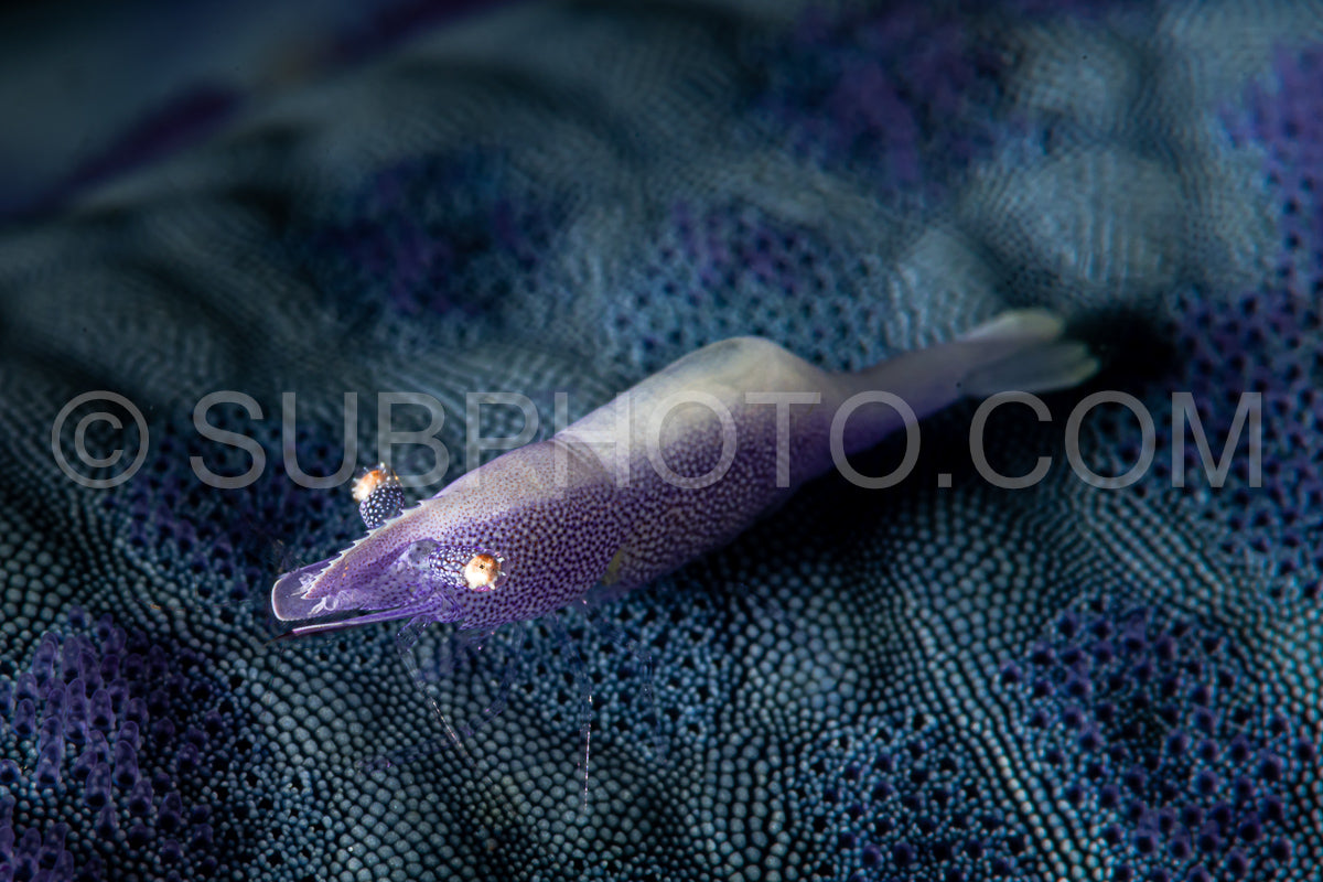 Photo de crevette commensale de l'étoile de mer bleue