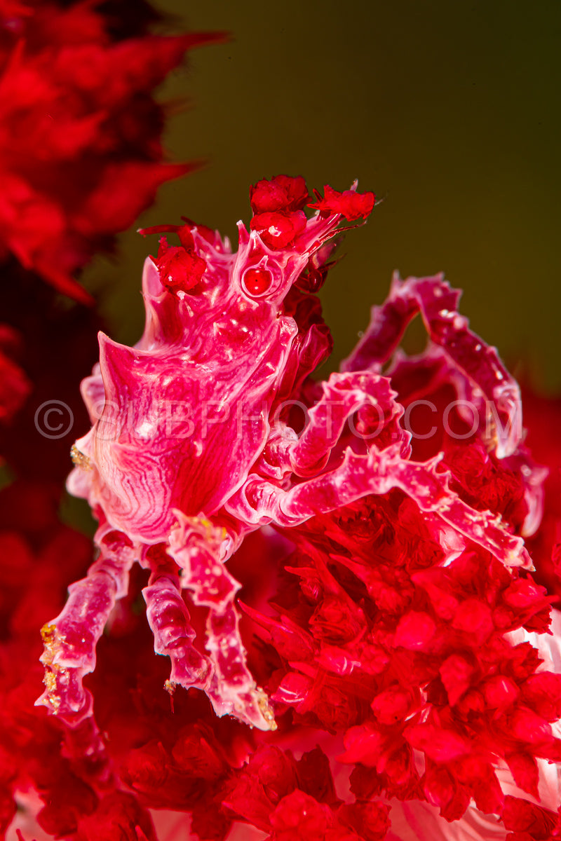Photo de rose rouge corail doux crabe