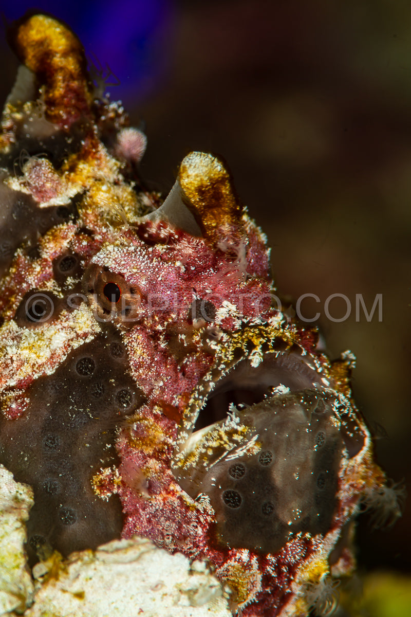 Photo de tête de poisson grenouille peinte sur corail