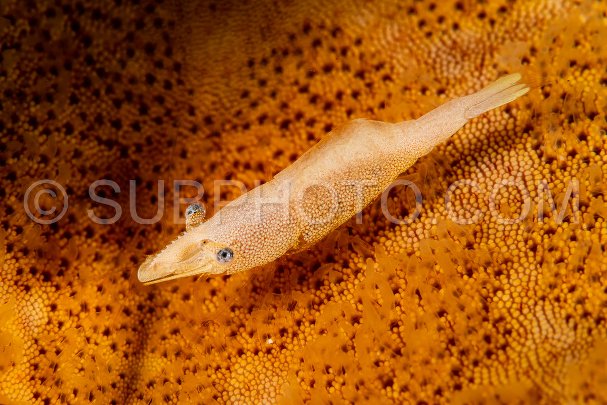 yellow sea star commensal shrimp