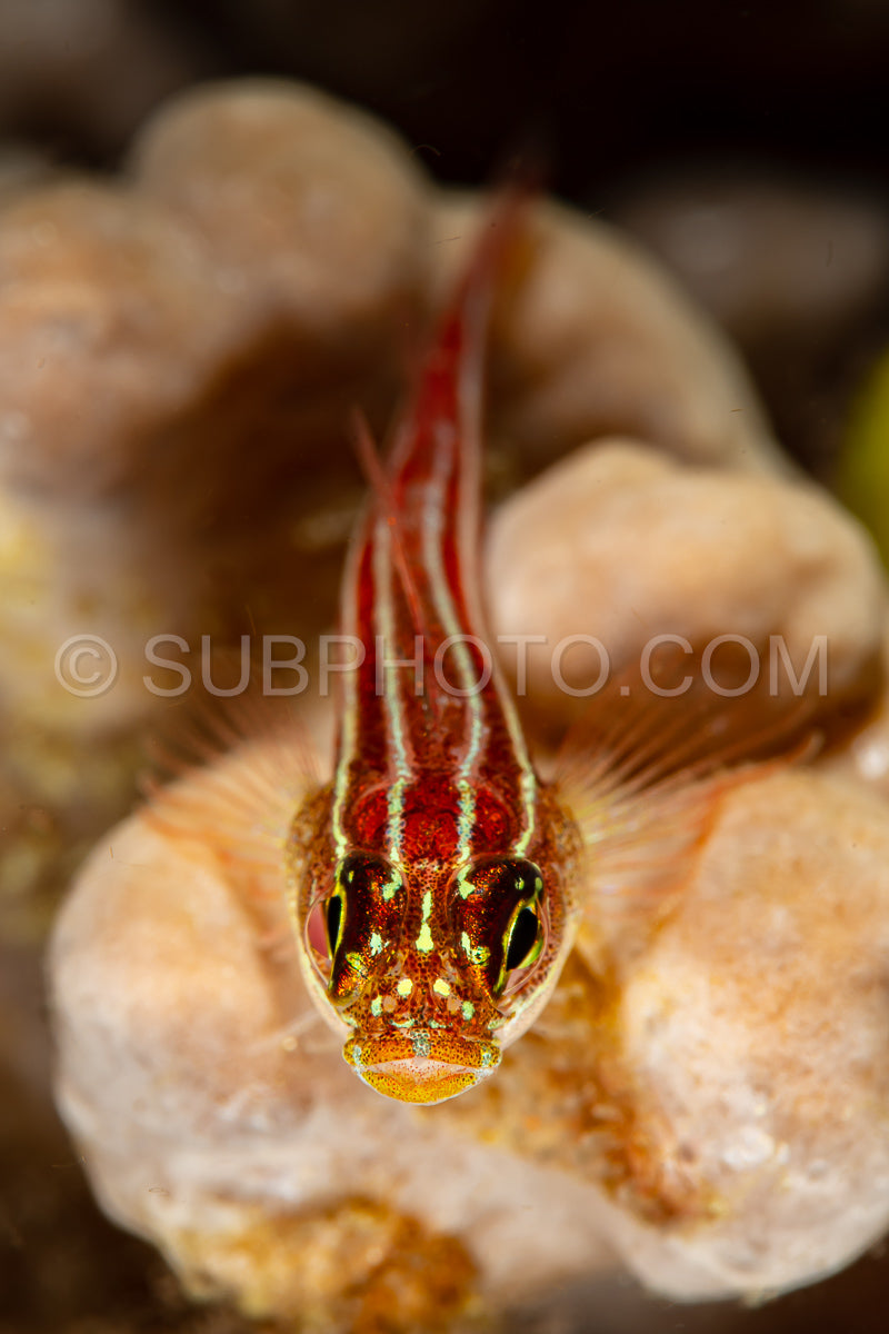 Photo de poisson triple rayé sur corail