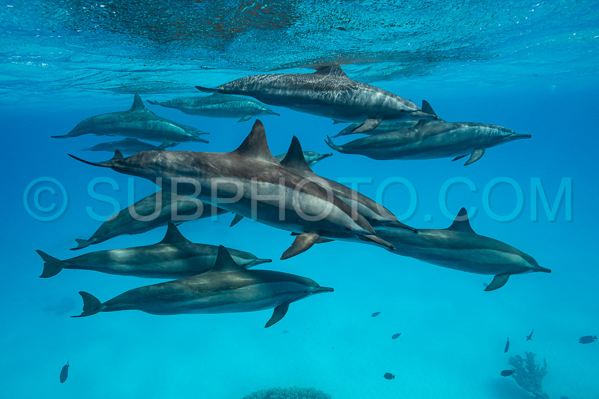 Photo de Groupe de dauphins à long bec (Stenella longirorstris) nageant sur le sable dans le récif de Sataya - Égypte - mer Rouge