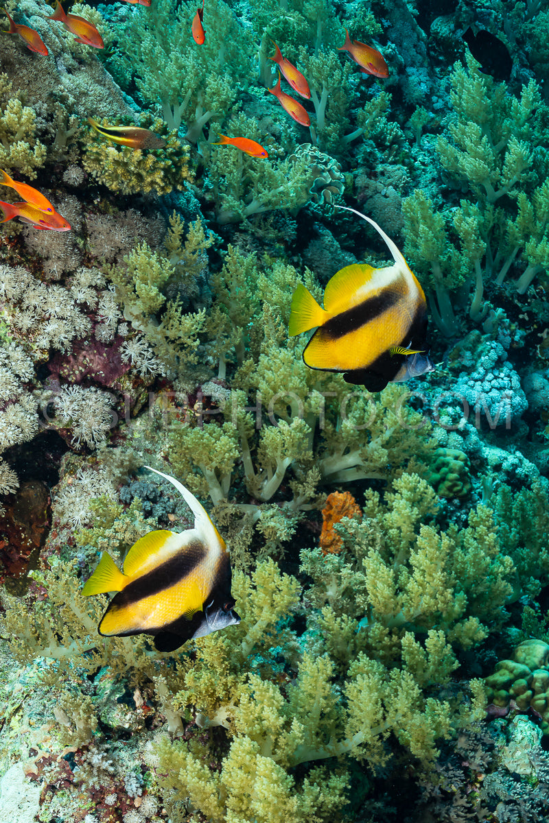 Photo de deux poissons bannières jaunes et noirs