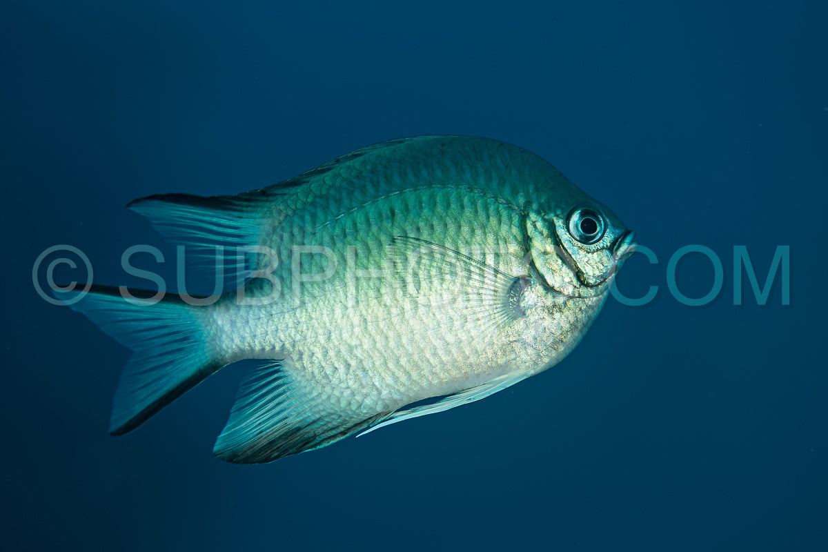 Photo de demoiselle à ventre blanc poisson blanc