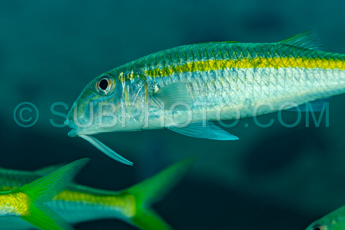 Photo de banc d'albacore poisson chèvre jaune
