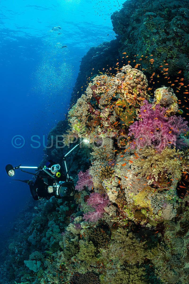 Photo de Récif tropical typique de la mer Rouge avec des coraux durs et mous entourés d'un banc d'anthias orange et d'un plongeur photographe.