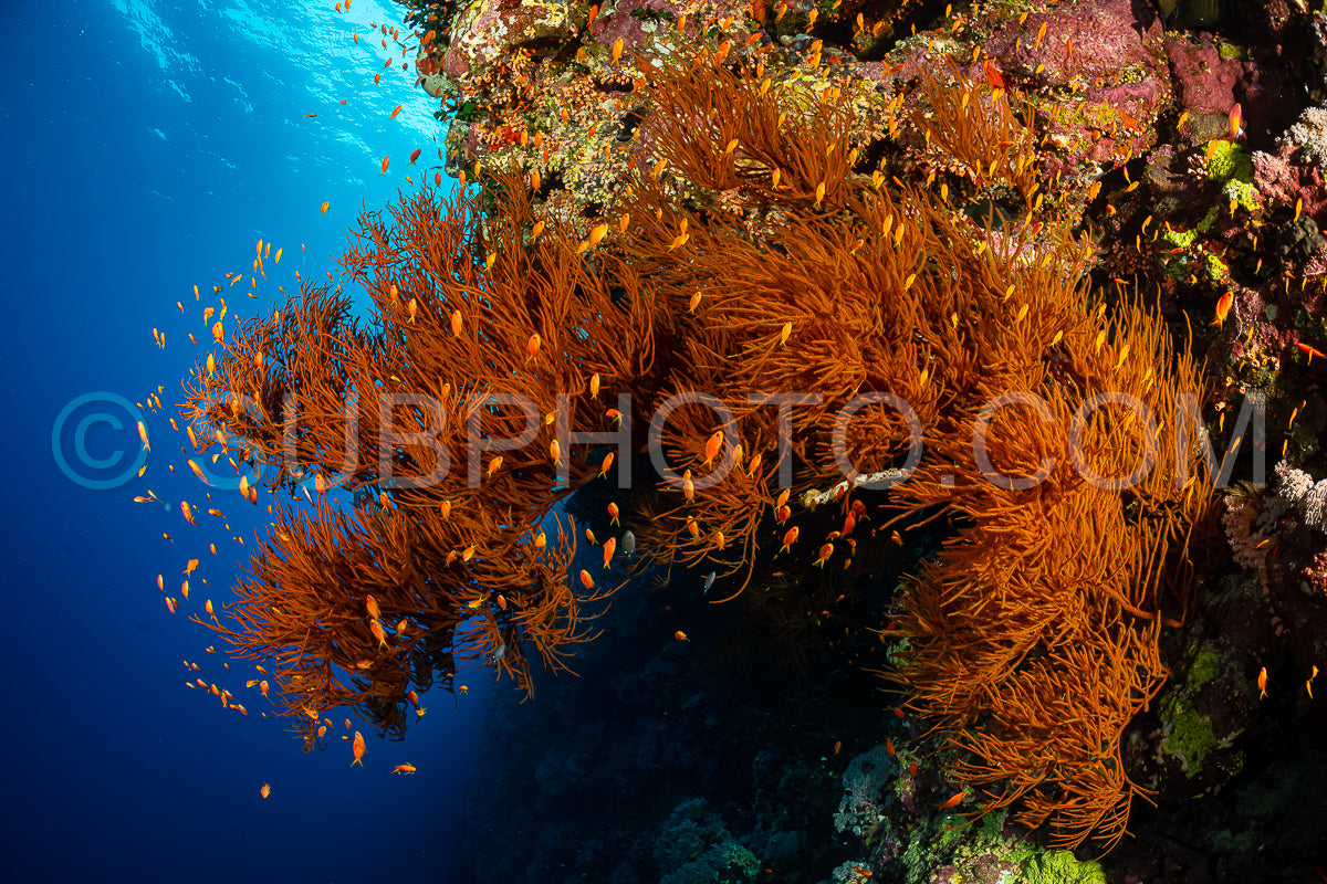 Photo de Récif tropical typique de la mer Rouge avec coraux durs et mous entourés d'un banc d'anthias orange