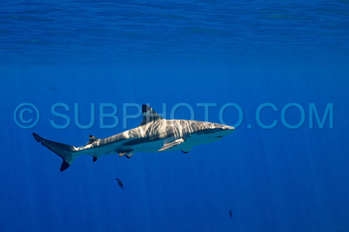 Photo de requin de récif à pointe noire nageant dans les eaux tropicales de Polynésie française sur un récif corallien