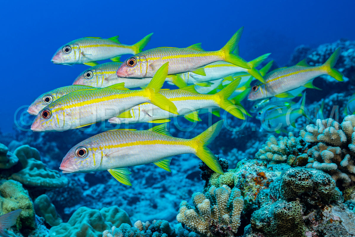 Photo de albacore poisson-chèvre poisson-soleil sur le récif