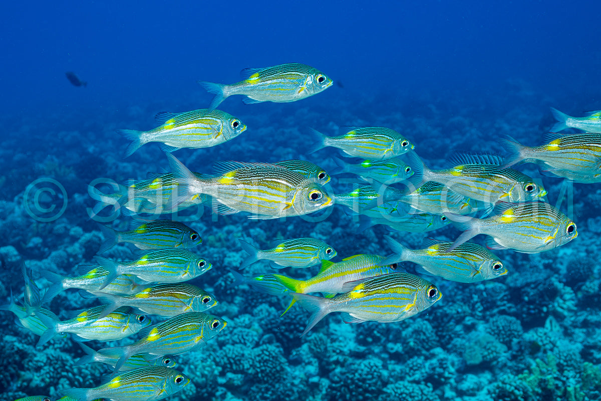 school of striped large-eye bream fish