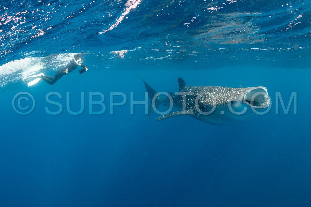 Whale shark and woman diver near Isla Mujeres- Mexico