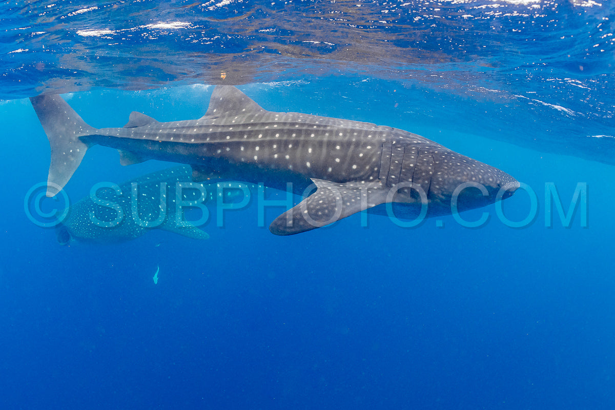 Photo de Requin-baleine et plongeuse près de Isla Mujeres - Mexique