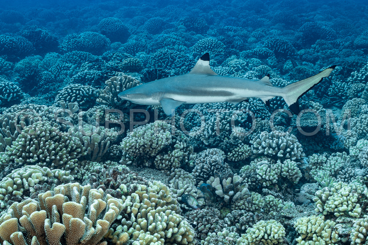 blacktip shark hunting on a polynesian coral reef