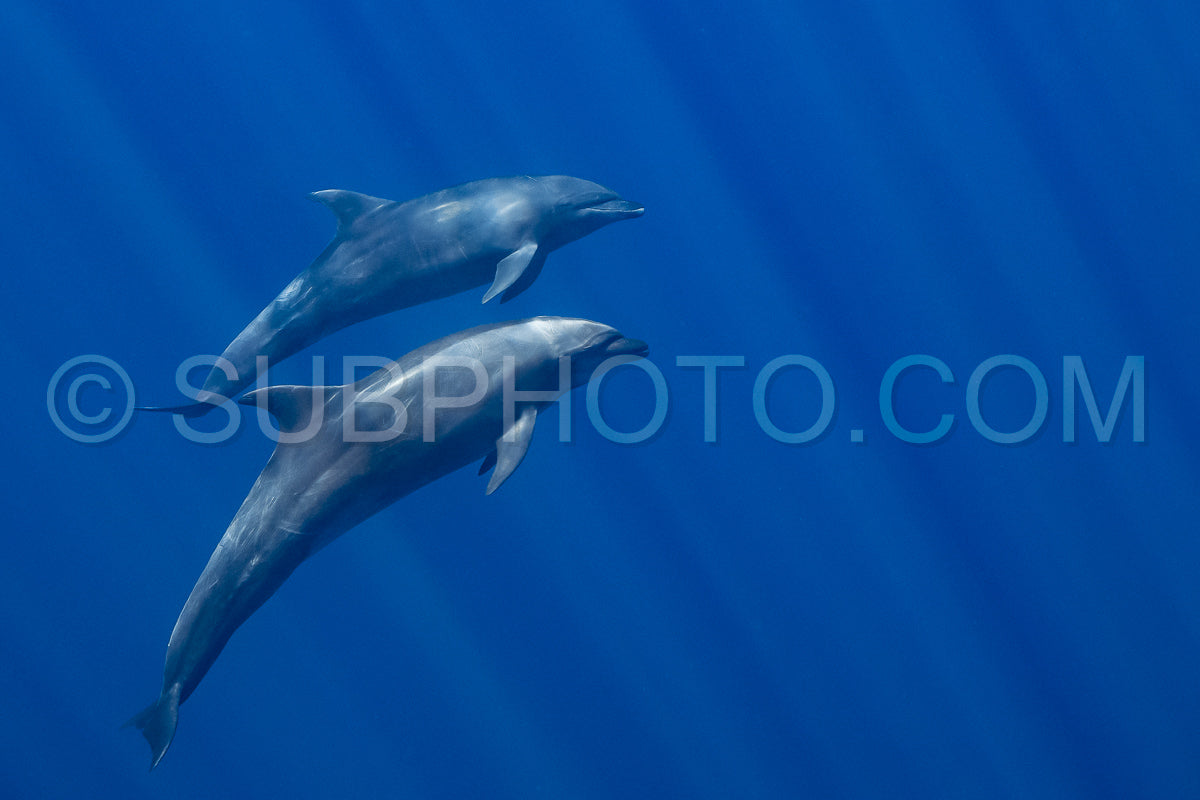 Photo de Dauphins dans l'océan Pacifique près de Baja California Sur