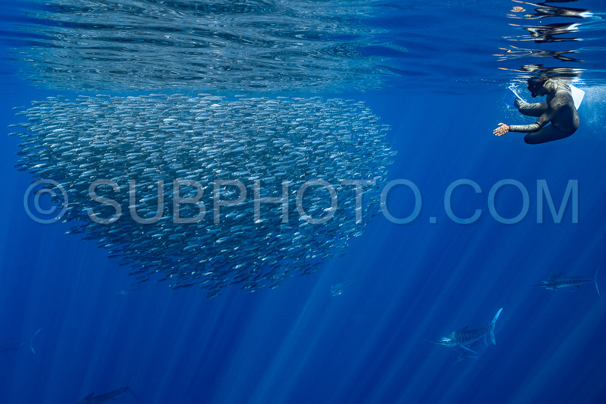 Photo de Marlins chassant les sardines ou les makaires à Baja California Sur