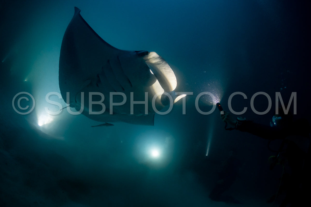 Photo de Raie manta de nuit aux Maldives