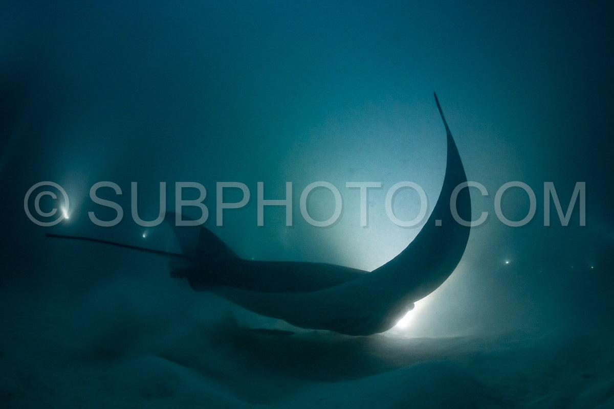 Photo de Raie manta de nuit aux Maldives