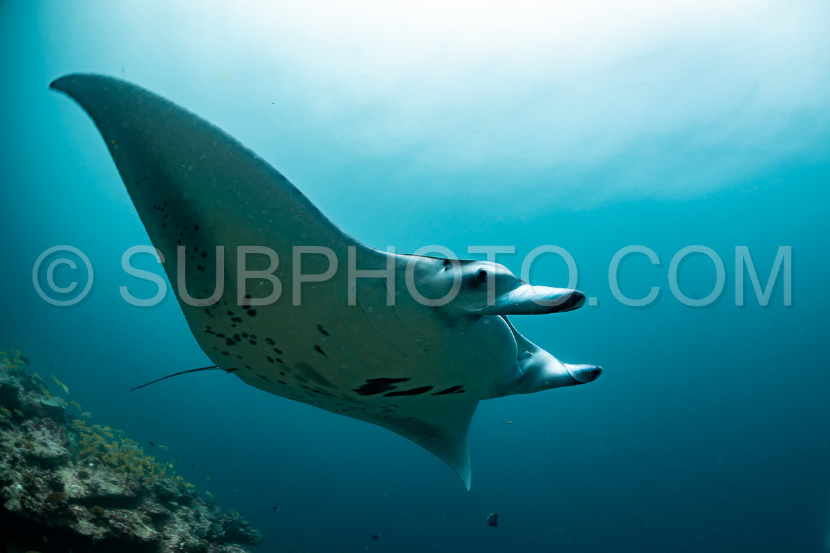 Photo de Raies manta volant autour d'une station de nettoyage aux Maldives