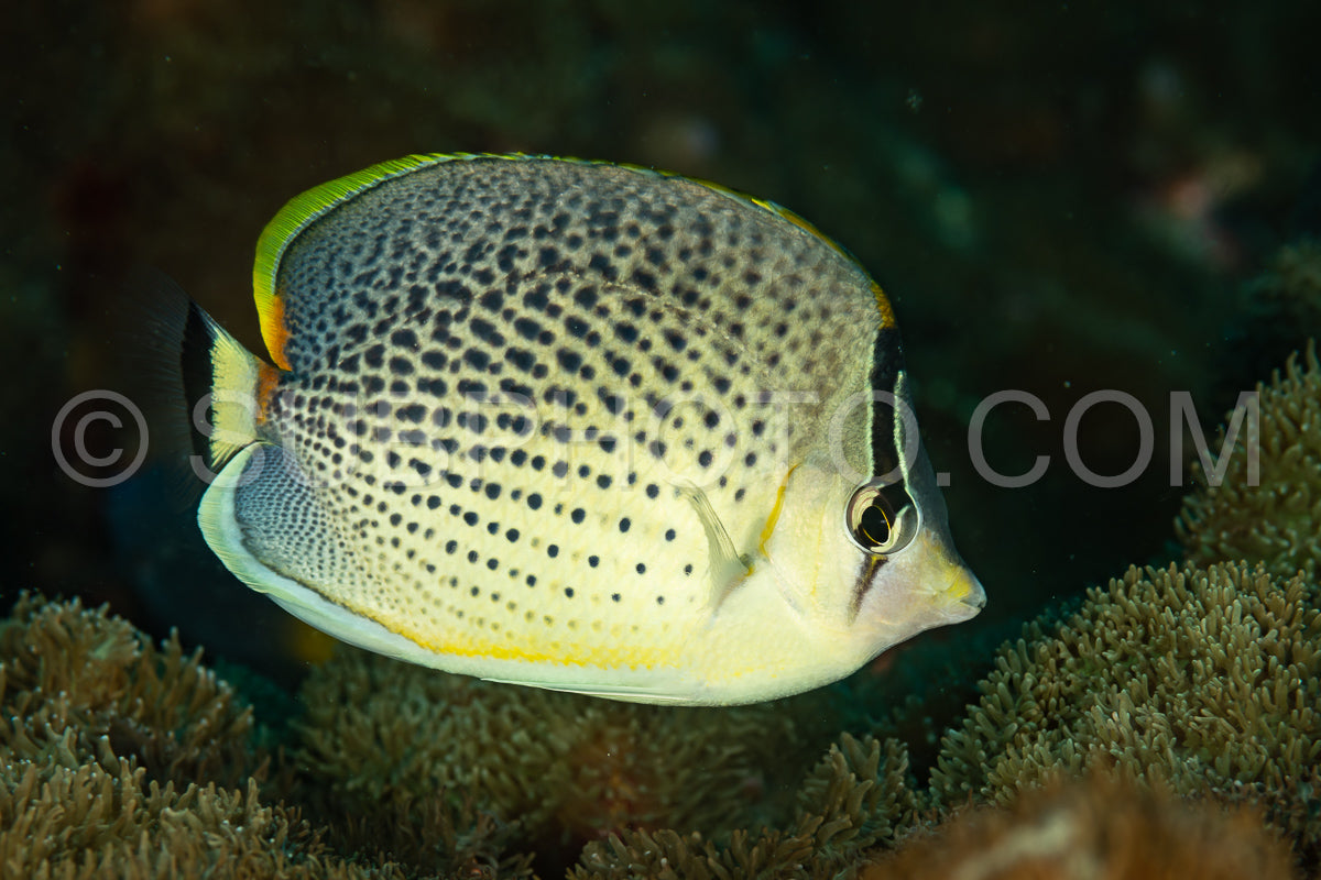 Photo de poisson-papillon tacheté