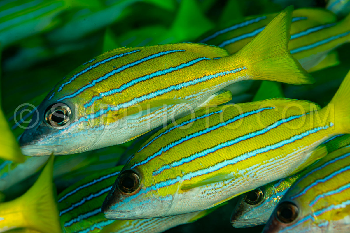 School of common bluestripe snapper with a diver