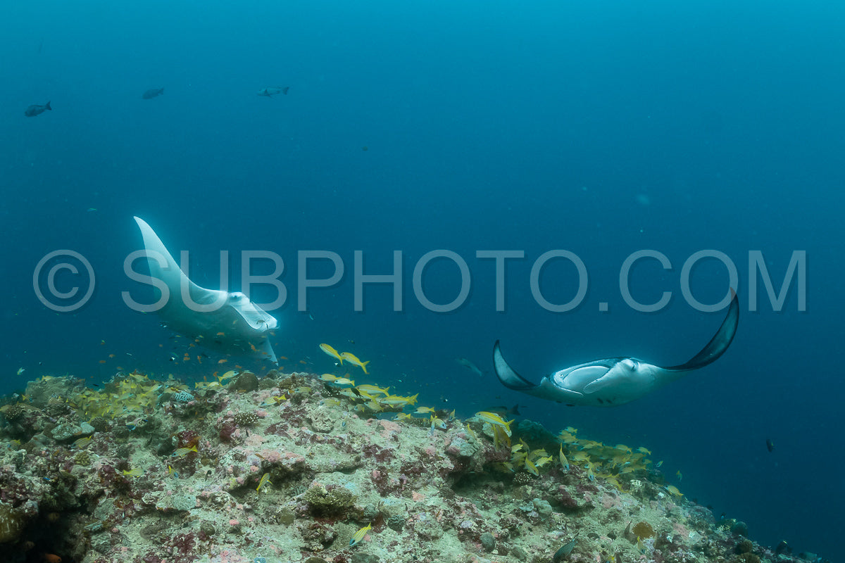 Photo de Raies manta volant autour d'une station de nettoyage aux Maldives